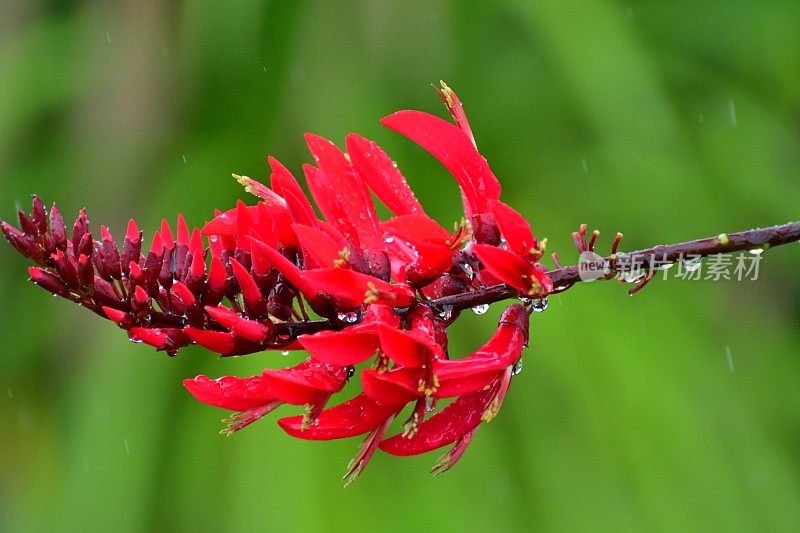 刺桐x Bidwillii /珊瑚树花